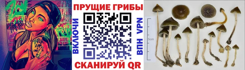 где купить наркоту  Голицыно  Псилоцибиновые грибы MAGIC MUSHROOMS 